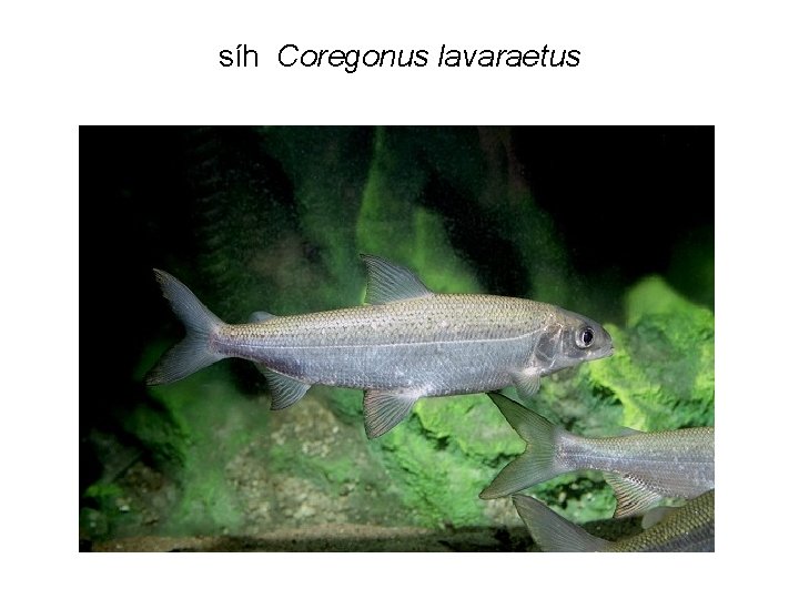 síh Coregonus lavaraetus 