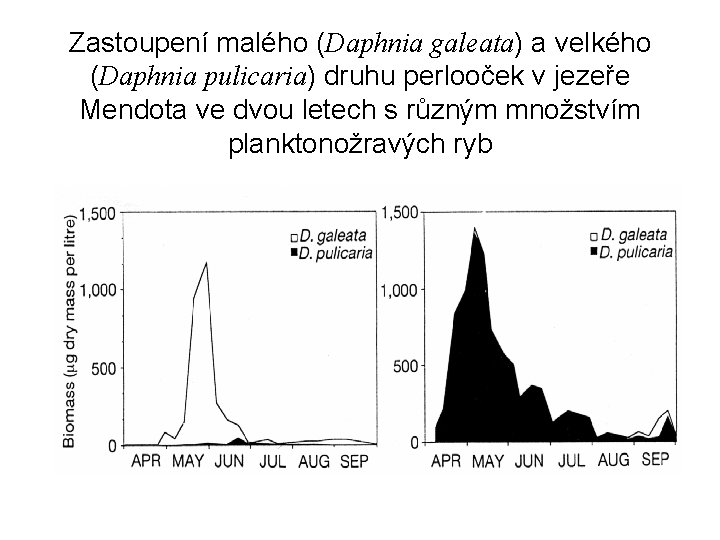 Zastoupení malého (Daphnia galeata) a velkého (Daphnia pulicaria) druhu perlooček v jezeře Mendota ve