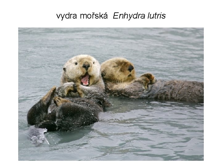 vydra mořská Enhydra lutris 