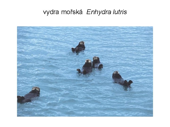 vydra mořská Enhydra lutris 
