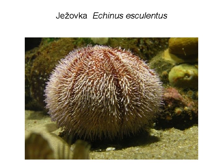 Ježovka Echinus esculentus 