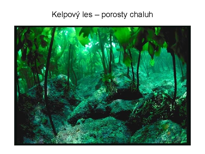 Kelpový les – porosty chaluh 