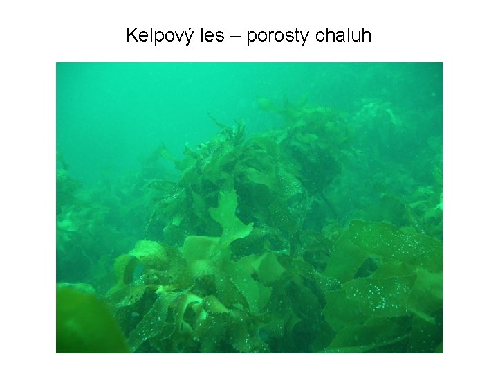 Kelpový les – porosty chaluh 