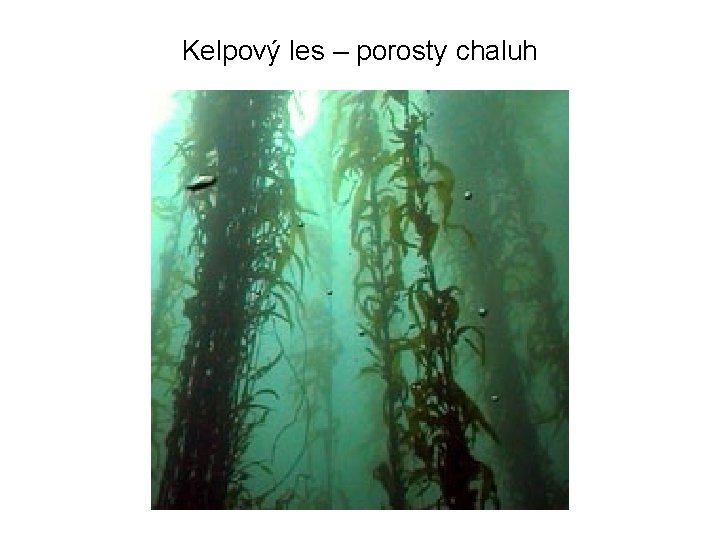 Kelpový les – porosty chaluh 