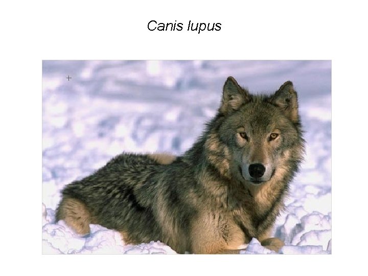 Canis lupus 