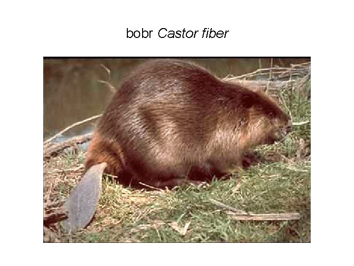 bobr Castor fiber 
