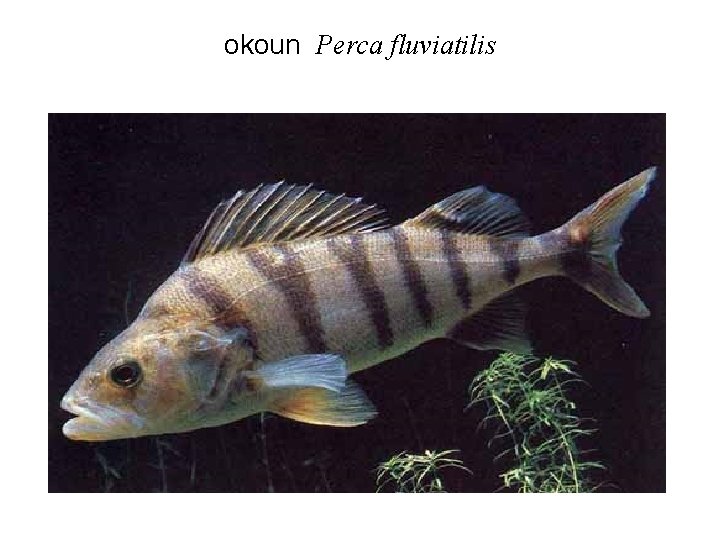 okoun Perca fluviatilis 