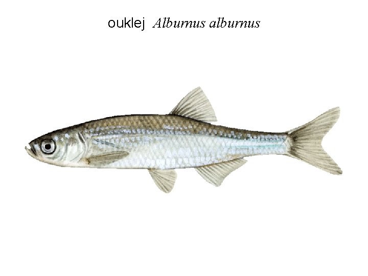 ouklej Alburnus alburnus 