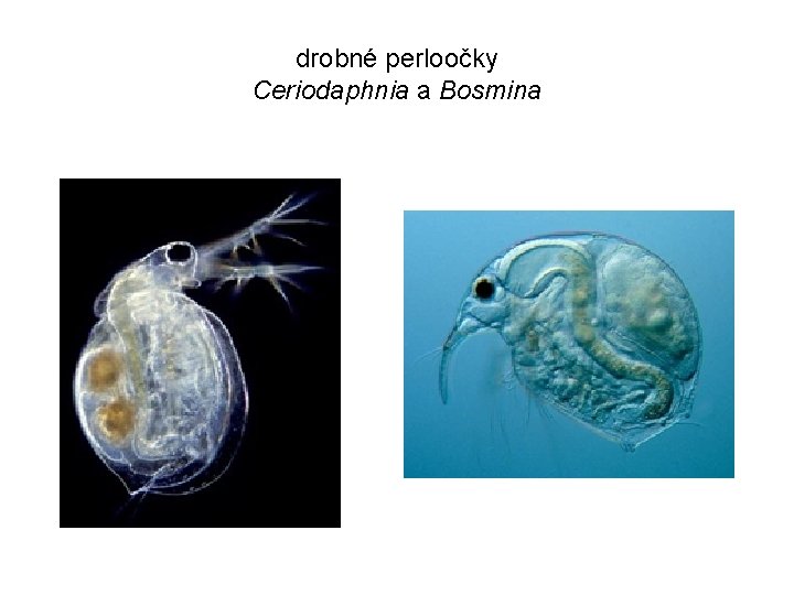 drobné perloočky Ceriodaphnia a Bosmina 