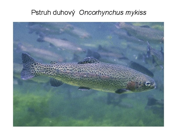 Pstruh duhový Oncorhynchus mykiss 