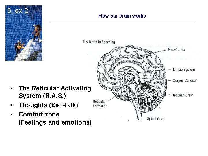 5, ex 2 • The Reticular Activating System (R. A. S. ) • Thoughts