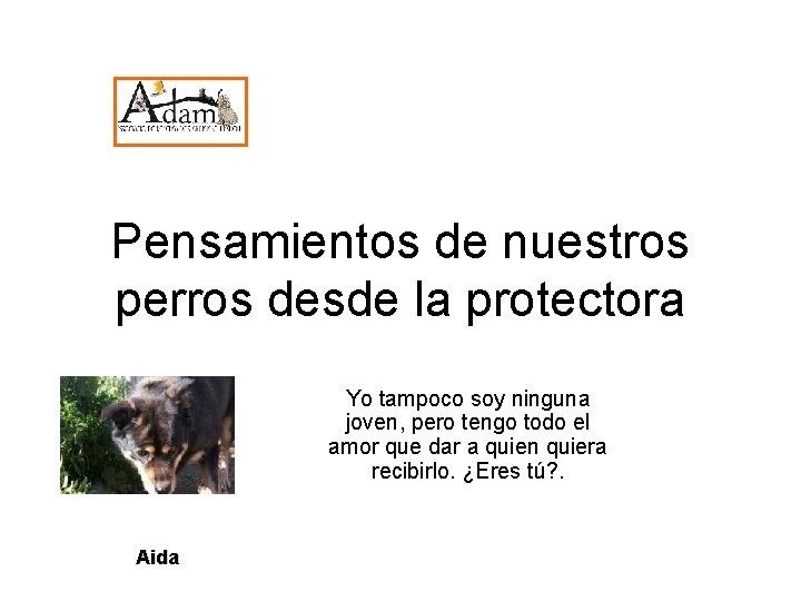 Pensamientos de nuestros perros desde la protectora Yo tampoco soy ninguna joven, pero tengo