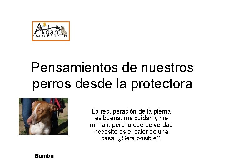 Pensamientos de nuestros perros desde la protectora La recuperación de la pierna es buena,