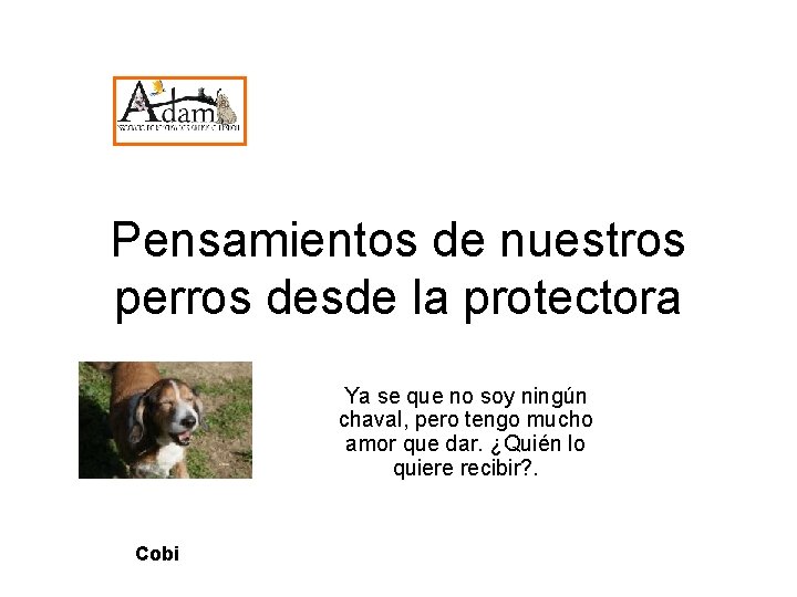 Pensamientos de nuestros perros desde la protectora Ya se que no soy ningún chaval,