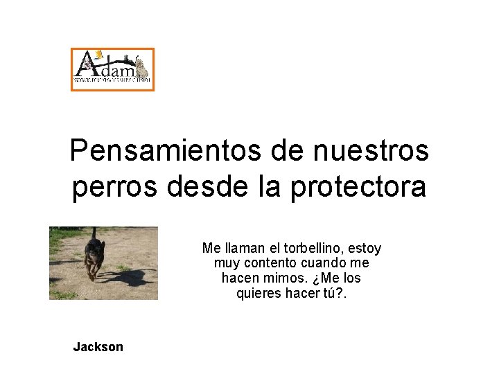 Pensamientos de nuestros perros desde la protectora Me llaman el torbellino, estoy muy contento