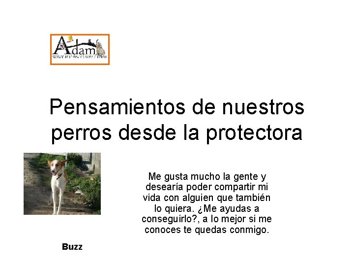 Pensamientos de nuestros perros desde la protectora Me gusta mucho la gente y desearía