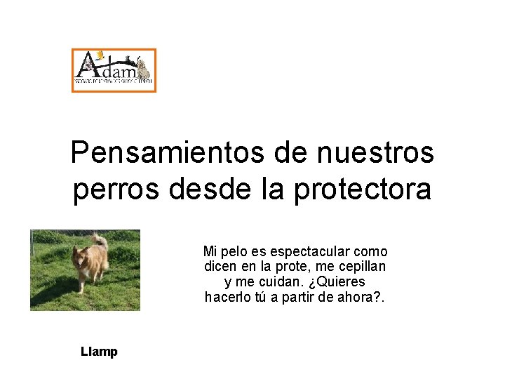 Pensamientos de nuestros perros desde la protectora Mi pelo es espectacular como dicen en