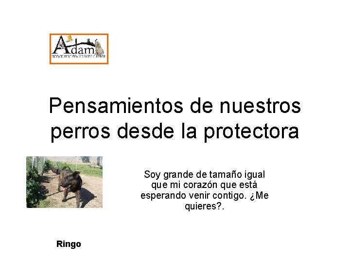 Pensamientos de nuestros perros desde la protectora Soy grande de tamaño igual que mi