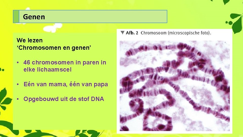 Genen We lezen ‘Chromosomen en genen’ • 46 chromosomen in paren in elke lichaamscel