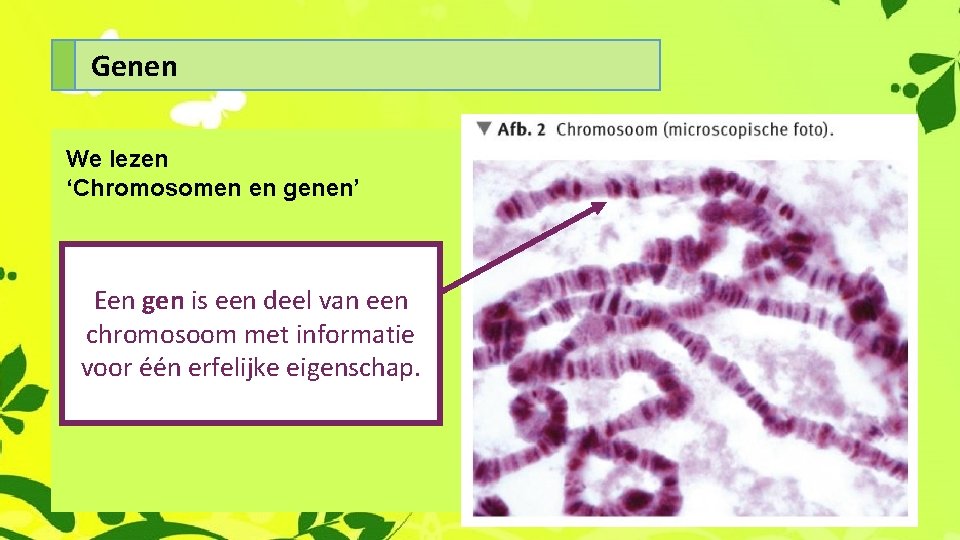 Genen We lezen ‘Chromosomen en genen’ Een gen is een deel van een chromosoom