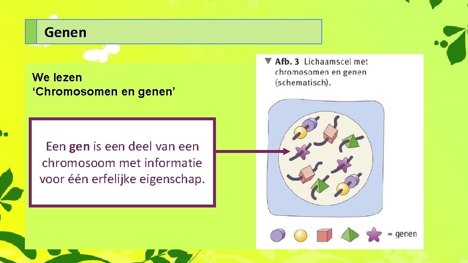 Genen We lezen ‘Chromosomen en genen’ Een gen is een deel van een chromosoom