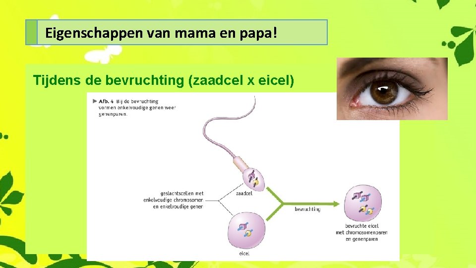 Eigenschappen van mama en papa! Tijdens de bevruchting (zaadcel x eicel) 