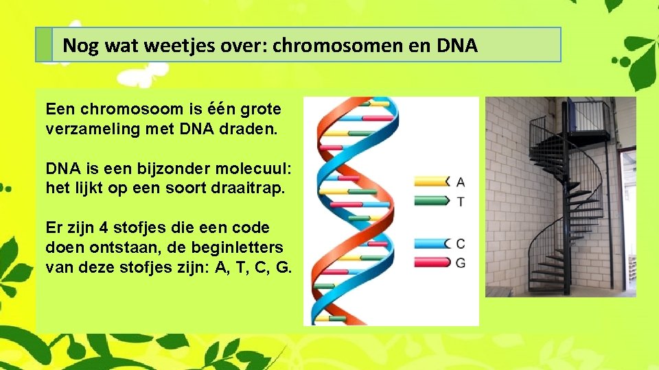 Nog wat weetjes over: chromosomen en DNA Een chromosoom is één grote verzameling met