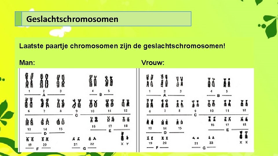 Geslachtschromosomen Laatste paartje chromosomen zijn de geslachtschromosomen! Man: Vrouw: 