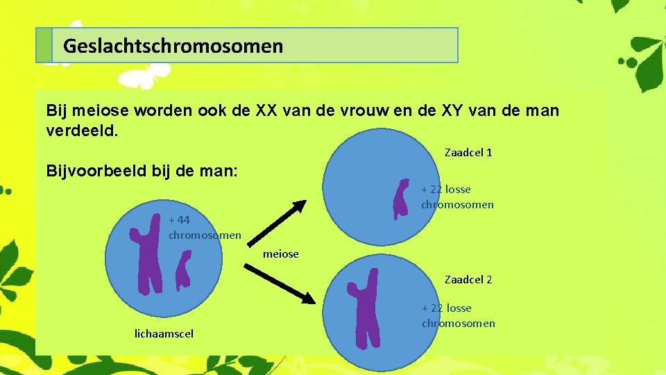 Geslachtschromosomen Bij meiose worden ook de XX van de vrouw en de XY van