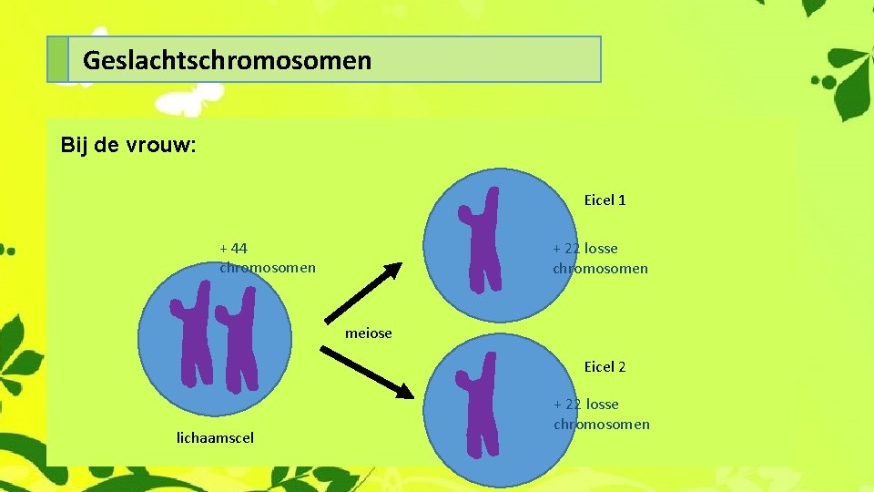 Geslachtschromosomen Bij de vrouw: Eicel 1 + 44 chromosomen + 22 losse chromosomen meiose