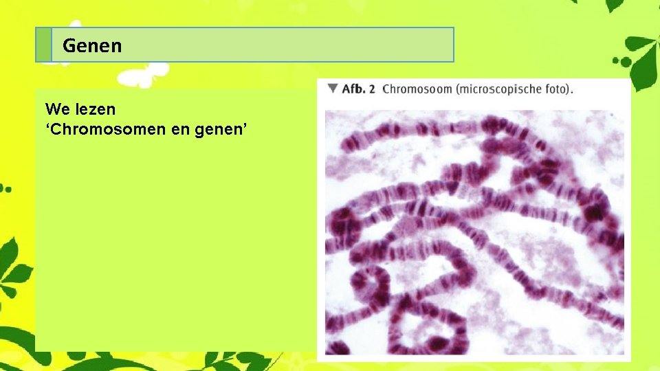 Genen We lezen ‘Chromosomen en genen’ 