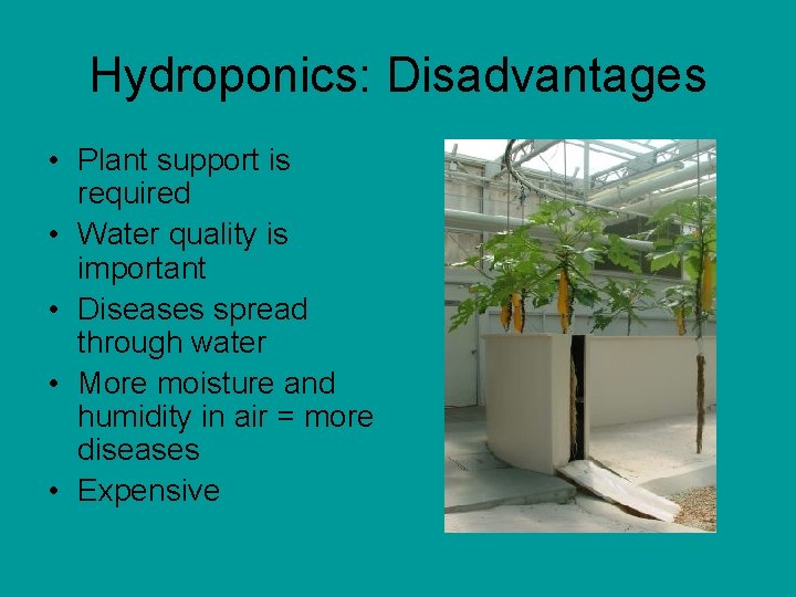 Hydroponics: Disadvantages • Plant support is required • Water quality is important • Diseases