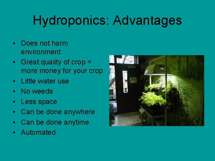 Hydroponics: Advantages • Does not harm environment • Great quality of crop = more