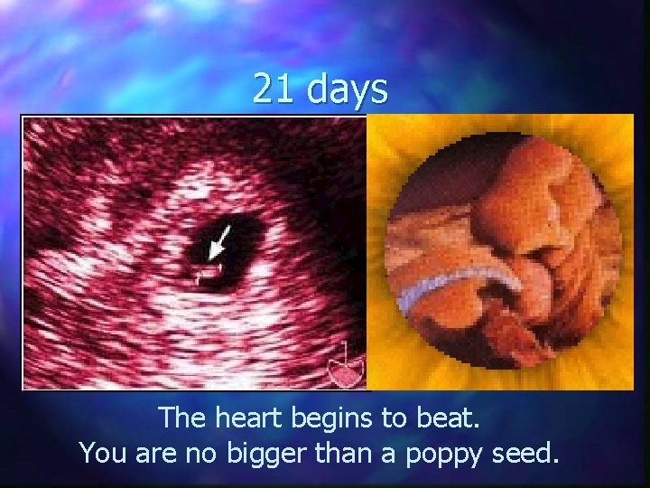 21 days The heart begins to beat. You are no bigger than a poppy