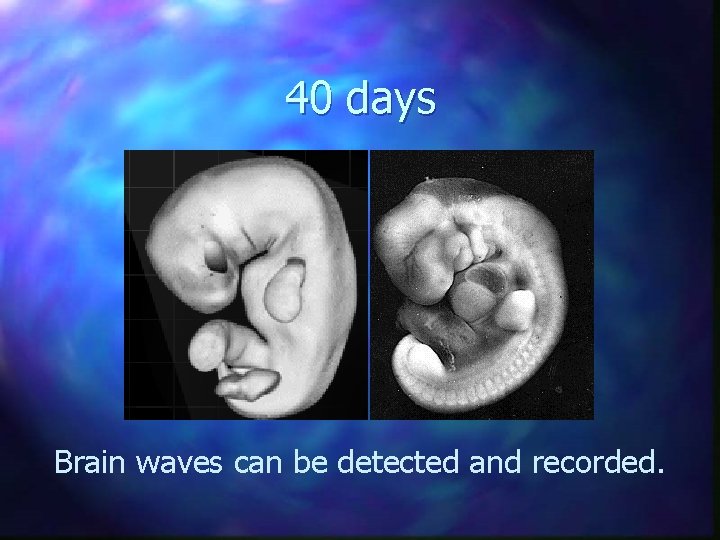 40 days Brain waves can be detected and recorded. 