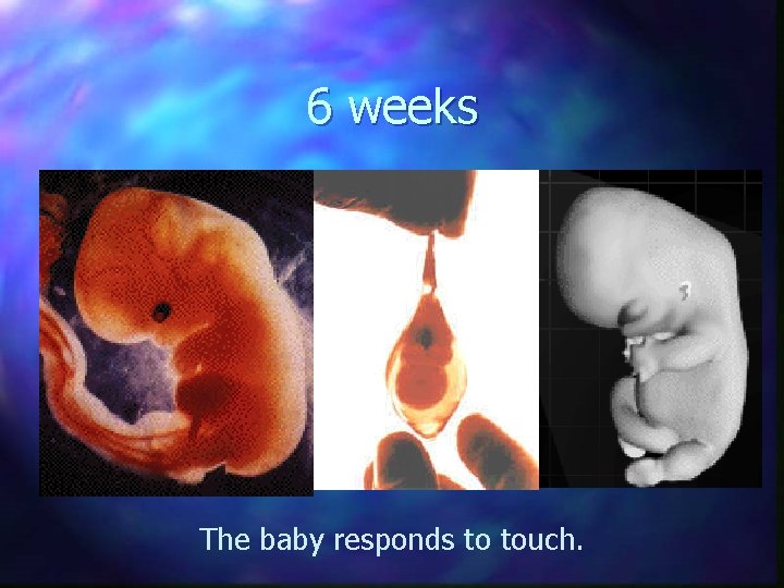 6 weeks The baby responds to touch. 