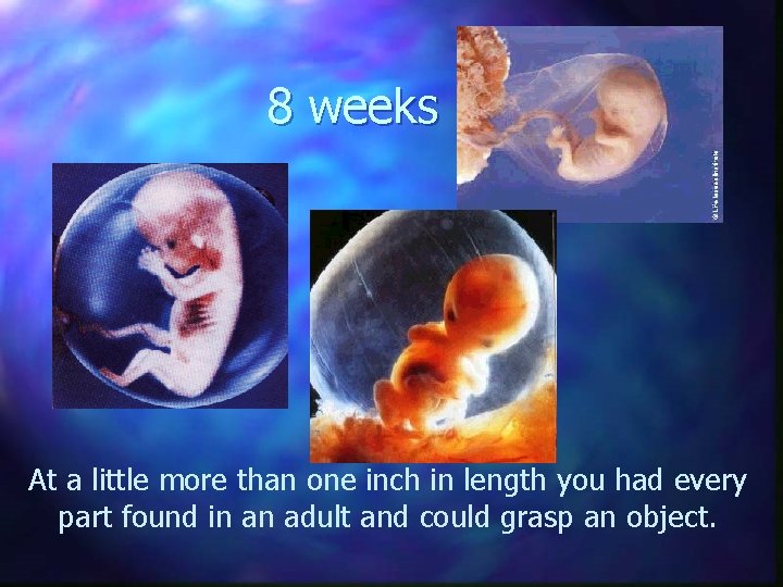 8 weeks At a little more than one inch in length you had every