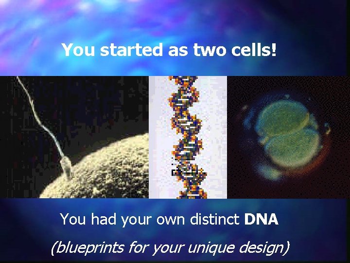 You started as two cells! You had your own distinct DNA (blueprints for your