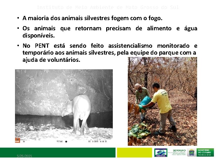Instituto de Meio Ambiente de Mato Grosso do Sul • A maioria dos animais