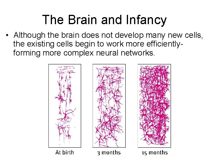 The Brain and Infancy • Although the brain does not develop many new cells,