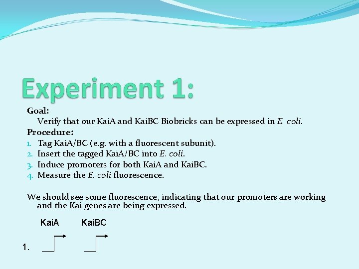 Goal: Verify that our Kai. A and Kai. BC Biobricks can be expressed in