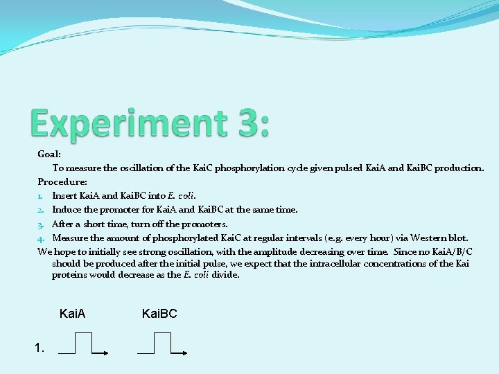 Goal: To measure the oscillation of the Kai. C phosphorylation cycle given pulsed Kai.