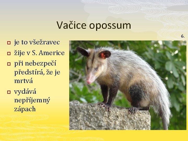 Vačice opossum p p je to všežravec žije v S. Americe při nebezpečí předstírá,