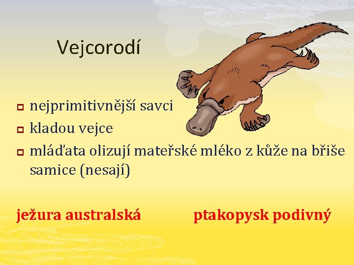 Vejcorodí p p p nejprimitivnější savci kladou vejce mláďata olizují mateřské mléko z kůže