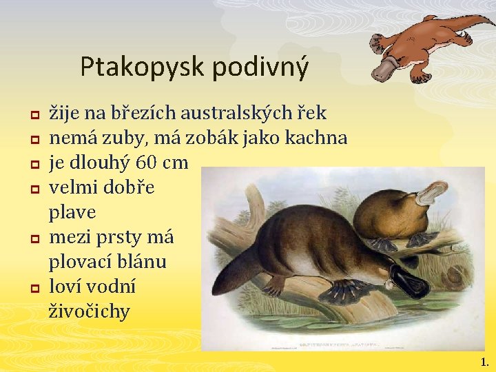 Ptakopysk podivný p p p žije na březích australských řek nemá zuby, má zobák