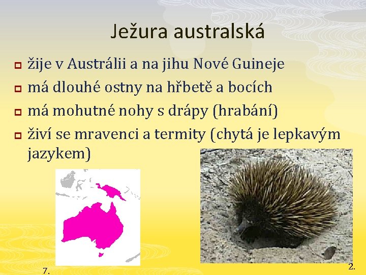 Ježura australská p p žije v Austrálii a na jihu Nové Guineje má dlouhé