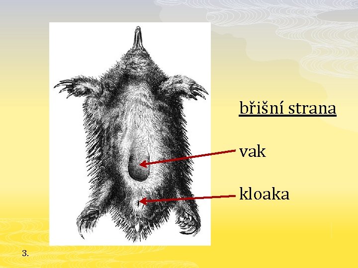 břišní strana vak kloaka 3. 