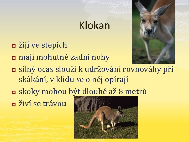 Klokan p p p žijí ve stepích mají mohutné zadní nohy silný ocas slouží