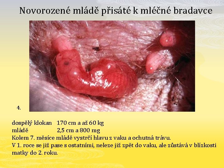 Novorozené mládě přisáté k mléčné bradavce 4. dospělý klokan 170 cm a až 60