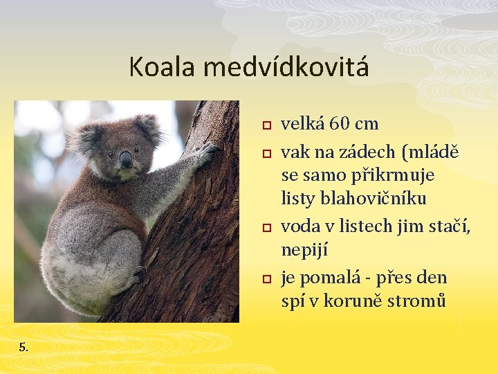 Koala medvídkovitá p p 5. velká 60 cm vak na zádech (mládě se samo